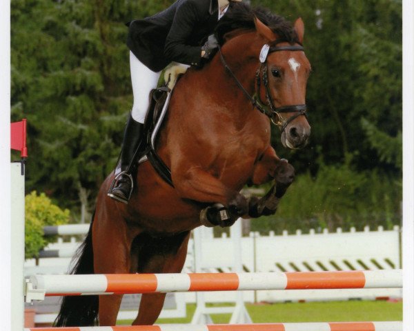 broodmare Paluna (German Sport Horse, 2004, from Poltergeist)