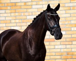 dressage horse Dark East Love (Oldenburg, 2017, from D'Egalite)