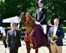 stallion Alec Baldwin (German Sport Horse, 2017, from Amazing Spirit)