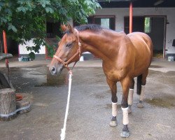 Pferd Hattrick 16 (Trakehner, 1989, von Chromatic xx)