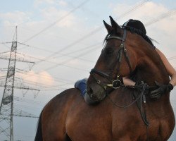 dressage horse Pik Sir (Westphalian, 1994, from Pik Labionics)