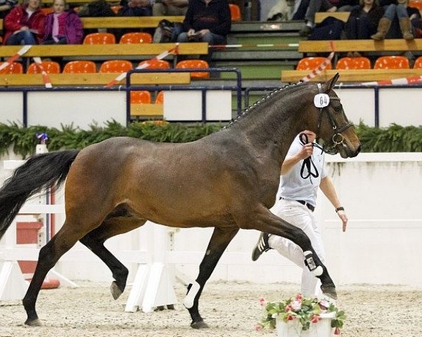 Pferd Steendieks Lucky Jump (Holsteiner, 2010, von Lasino)