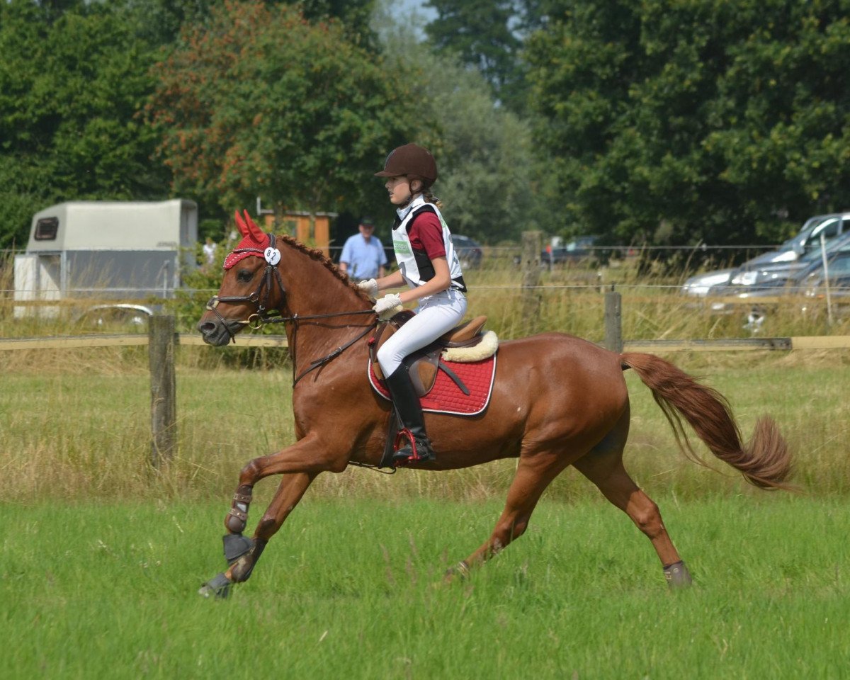 Dressurpferd Golden Star (Deutsches Reitpony, 1999, von Golden Dancer)