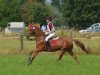 dressage horse Golden Star (German Riding Pony, 1999, from Golden Dancer)