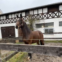 jumper Dostan (Westphalian, 2018, from Dembelé L)