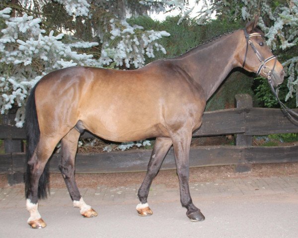 horse Hennessy 67 (Württemberger, 1994, from Hyalit)