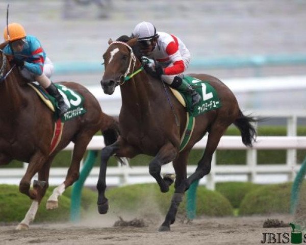 horse Nice Meet You xx (Thoroughbred, 2007, from King Kamehameha xx)