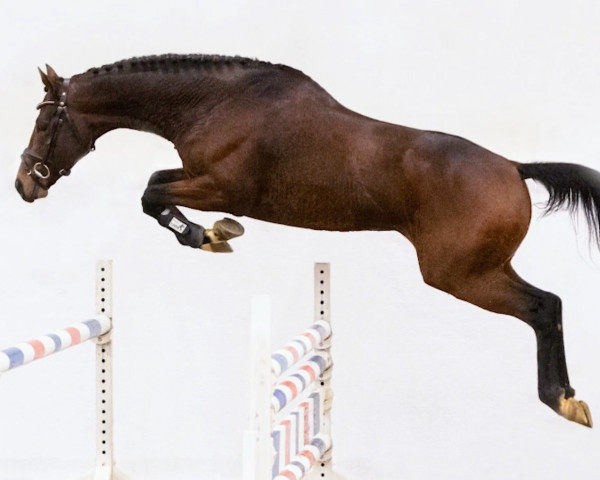 stallion Innenminister xx (Thoroughbred, 2015, from Masterstroke xx)
