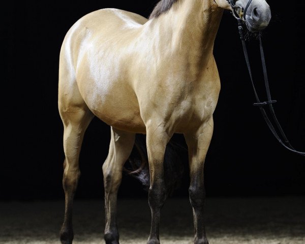 dressage horse Schönbrunn Ladykiller (Welsh-Pony (Section B), 2003, from Schoenbrunn Lario)