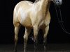 dressage horse Schönbrunn Ladykiller (Welsh-Pony (Section B), 2003, from Schoenbrunn Lario)