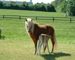 broodmare Verona (Rhinelander, 2002, from Zimbo)