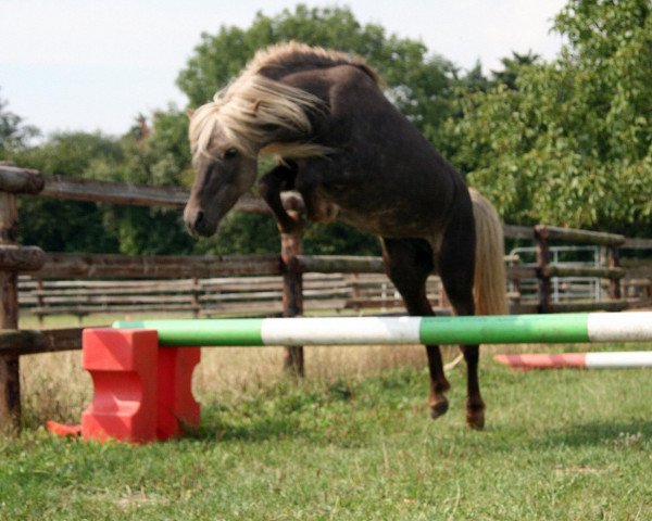 stallion Zimbo (Shetland Pony, 1994, from Zando)