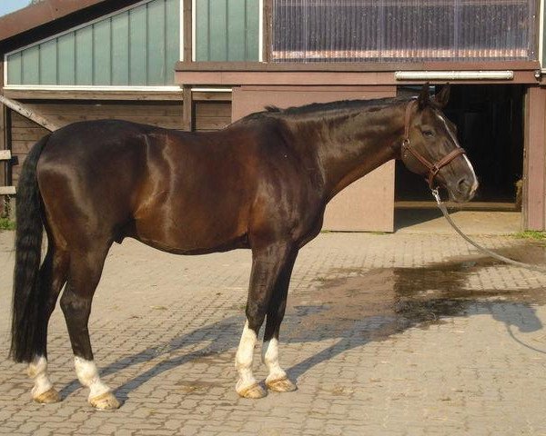 horse Achenssee (Hanoverian, 1991, from Argentan I)