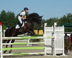 jumper Zaffier (KWPN (Royal Dutch Sporthorse), 2004, from Painted Black)