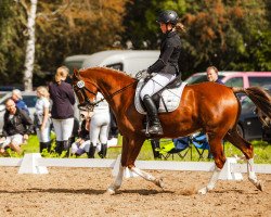 broodmare Carina 574 (German Riding Pony, 2017, from Baccarat)