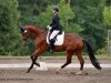 dressage horse Skyfall 13 (Oldenburg, 2008, from San Amour I)