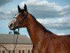broodmare K-Cecilie (Holsteiner, 1995, from Capitol II)