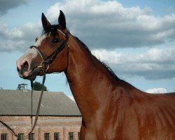 broodmare K-Cecilie (Holsteiner, 1995, from Capitol II)