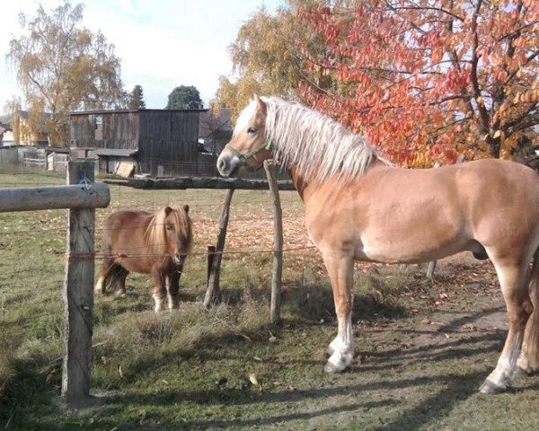 dressage horse Amselklang (Haflinger, 2007, from Arachon I)