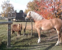 Dressurpferd Amselklang (Haflinger, 2007, von Arachon I)