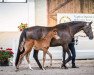 broodmare Cheyenne (Oldenburg, 2017, from E.H. Millennium)