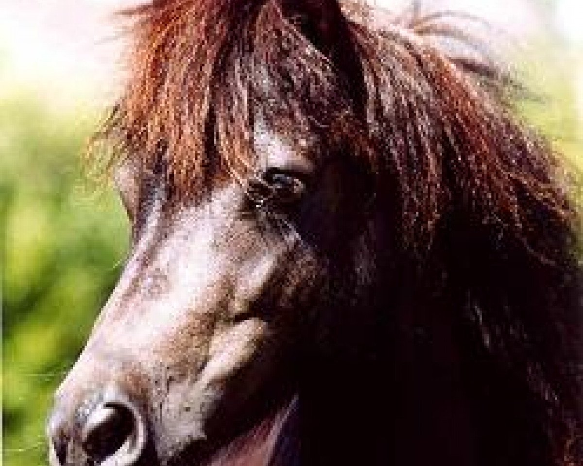 broodmare Pirouette (Shetland Pony, 1997, from Fabian A 250)