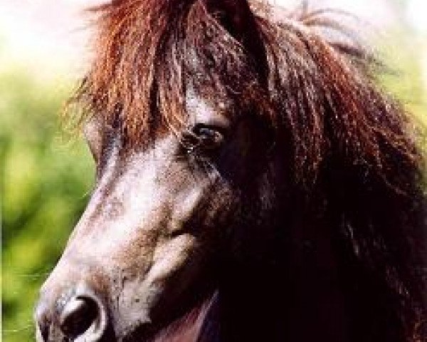 Zuchtstute Pirouette (Shetland Pony, 1997, von Fabian A 250)