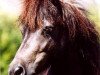 broodmare Pirouette (Shetland Pony, 1997, from Fabian A 250)