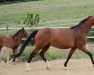 broodmare Daleia-Sisca AS (Austrian Warmblood,  , from Sancisco)