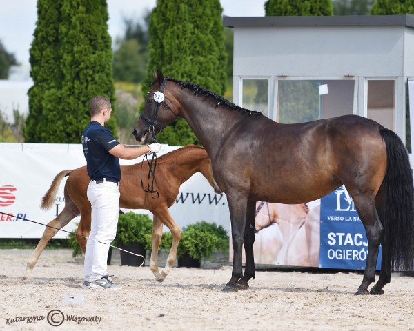 broodmare Cherokee (Oldenburg, 2012, from Fürst Romancier)