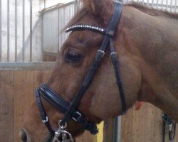 jumper Louis G (Hessian Warmblood, 2005, from Lone Star)