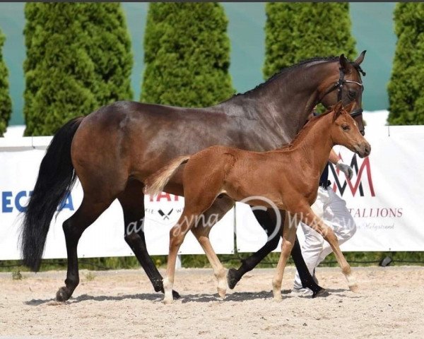 Pferd Jazz Golden Boy (Oldenburger, 2021, von Jazzman)