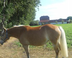 horse Maya (Haflinger, 1996, from Mando)