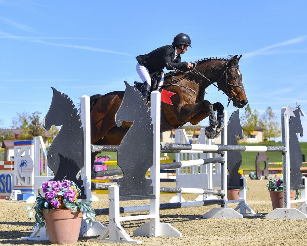 horse Livorno (Danish Warmblood, 2006)