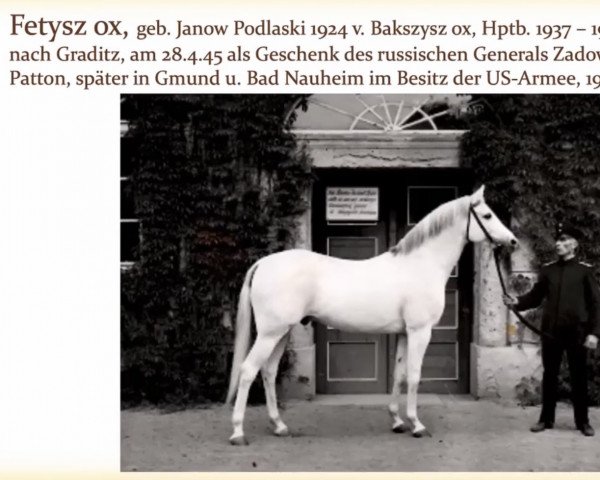 horse Fetysz 1924 ox (Arabian thoroughbred, 1924, from Bakszysz 1901 ox)