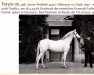 stallion Fetysz 1924 ox (Arabian thoroughbred, 1924, from Bakszysz 1901 ox)