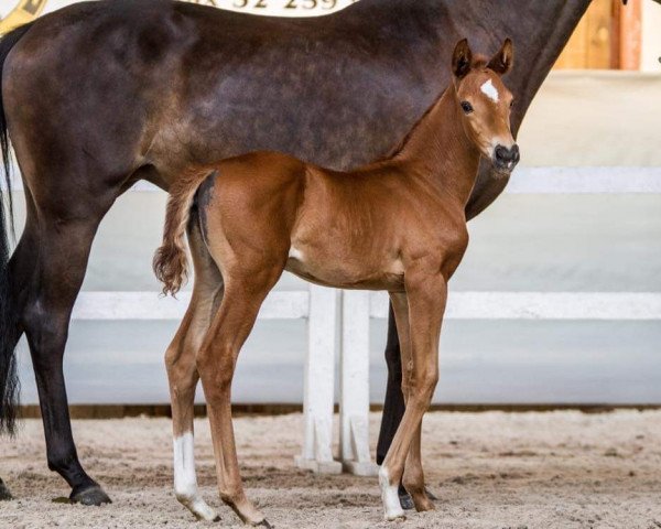 dressage horse Lucky Charm (Polish Warmblood, 2021, from Lindir B)