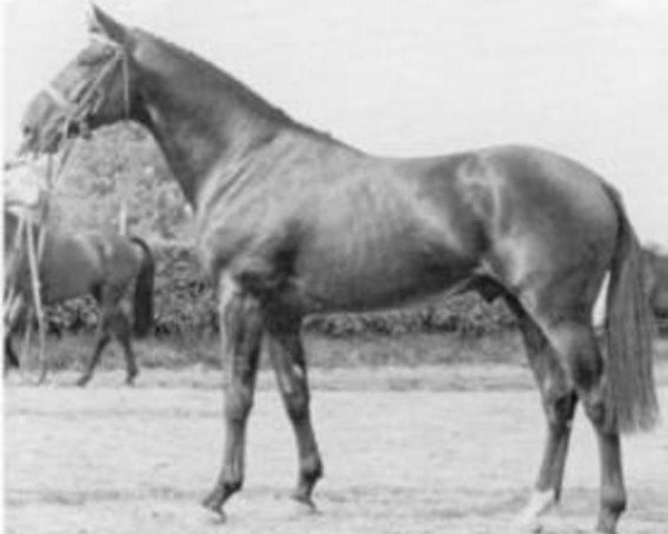 stallion Heros de Cavron (Selle Français, 1973, from Largny xx)