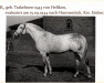 horse Lateran (Trakehner, 1942, from Helikon)