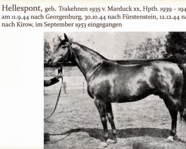 Deckhengst Hellespont (Trakehner, 1935, von Marduck xx)