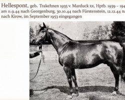 stallion Hellespont (Trakehner, 1935, from Marduck xx 1837)