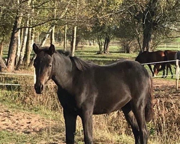 broodmare Chumani (Oldenburg, 2019, from E.H. Millennium)