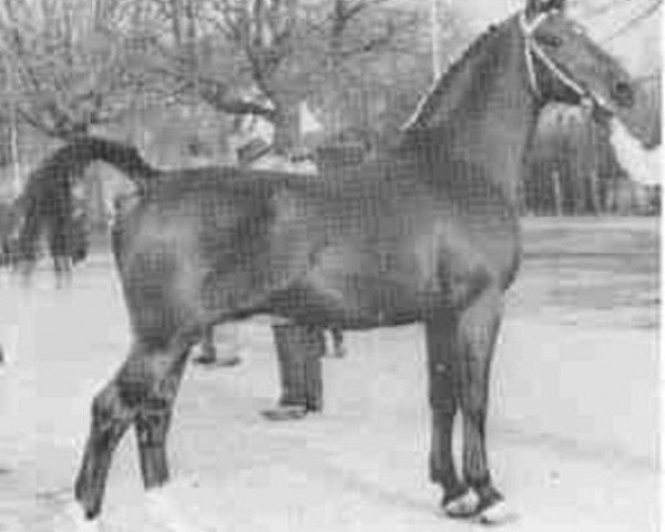 stallion Ulex (Gelderland, 1955, from Odin van Wittenstein)