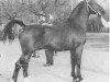 horse Ulex (Gelderland, 1955, from Odin van Wittenstein)