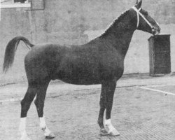 stallion Heemraad (Gelderland, 1966, from Ulex)