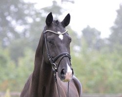 dressage horse Fibolo (Westphalian, 2011, from Feiner Bedo)