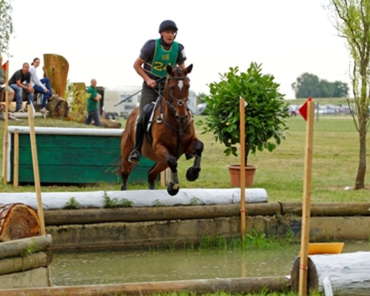 dressage horse Blaze of Glory 4 (Trakehner, 2005, from Herzfunke)