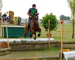 Pferd Blaze of Glory 4 (Trakehner, 2005, von Herzfunke)