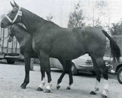 broodmare D'ou Viens-Tu (Selle Français, 1970, from Ibrahim)