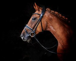 dressage horse Flip de Wip (Oldenburg, 2016, from For Romance I)